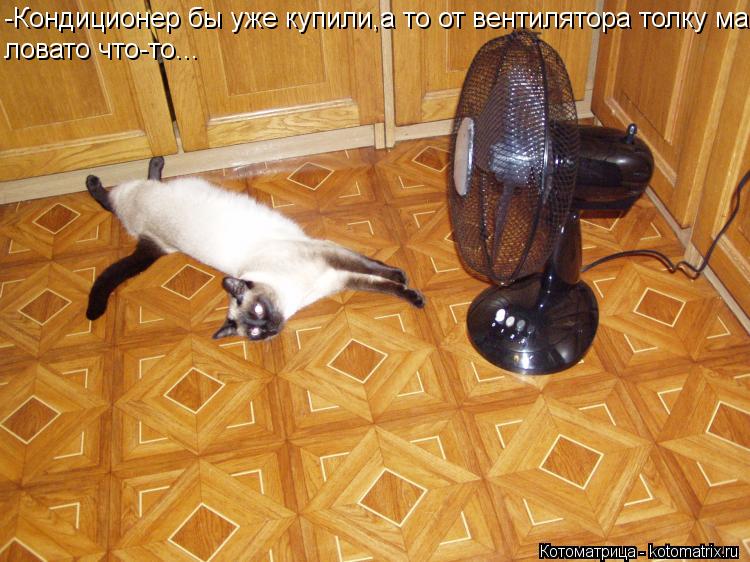 Котоматрица: -Кондиционер бы уже купили,а то от вентилятора толку ма- ловато что-то...