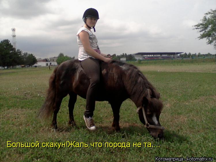Котоматрица: Большой скакун!Жаль,что порода не та....