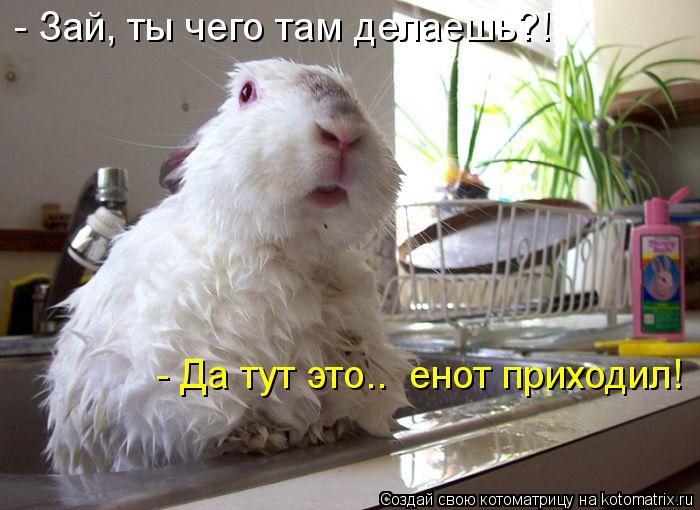 - Зай, ты чего там делаешь?! - Да тут это.. енот приходил!... Котоматрица: - Зай, ты чего там делаешь?! - Да тут это.. енот приходил!