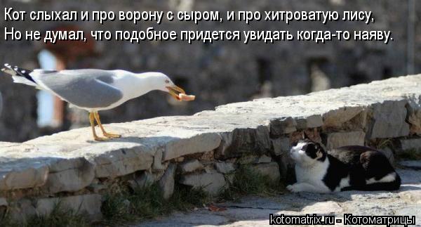 Кот слыхал и про ворону с сыром, и про хитроватую лису, Но не думал, что подобное придется увидать ко... Котоматрица: Кот слыхал и про ворону с сыром, и про хитроватую лису, Но не думал, что подобное придется увидать когда-то наяву.