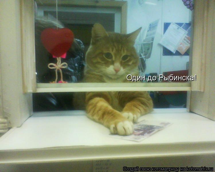 Один до Рыбинска!... Котоматрица: Один до Рыбинска!