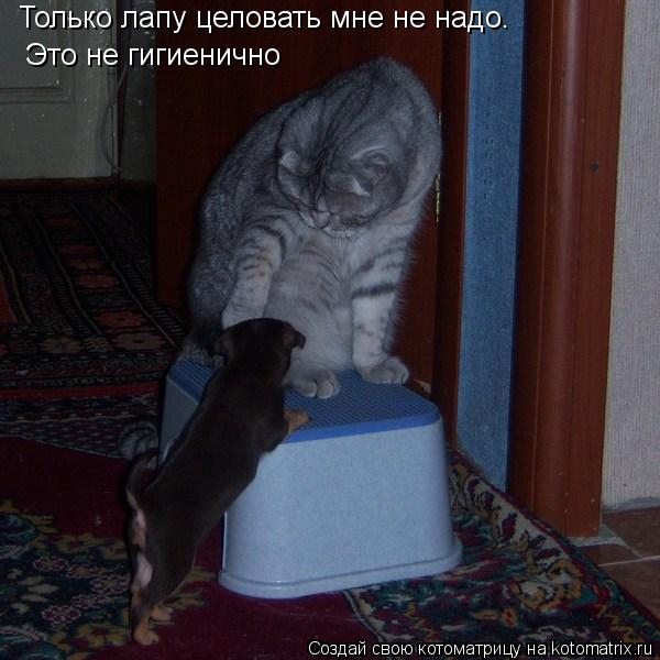 Котоматрица: Только лапу целовать мне не надо. Это не гигиенично