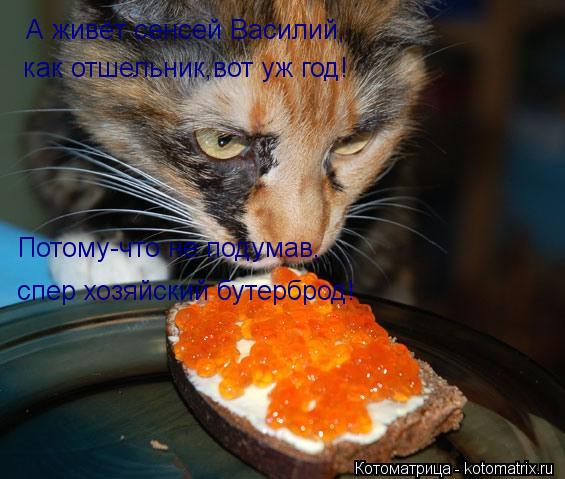 Котоматрица: А живёт сенсей Василий, как отшельник,вот уж год! Потому-что не подумав, спер хозяйский бутерброд!