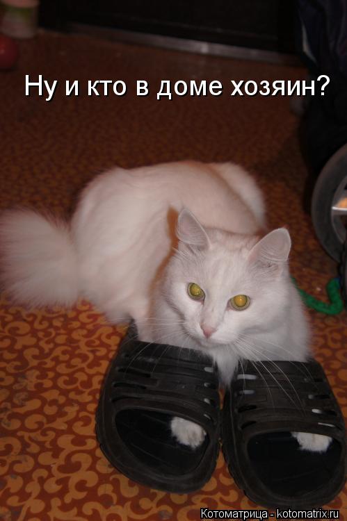 Котоматрица: Ну и кто в доме хозяин?