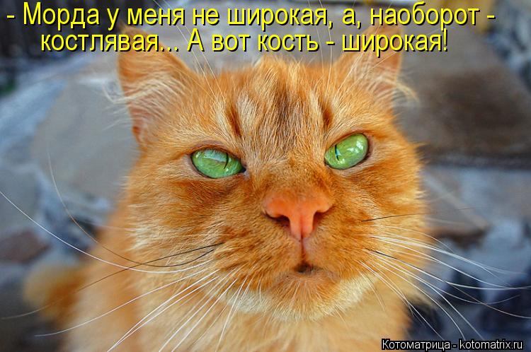 - Морда у меня не широкая, а, наоборот - костлявая... А вот кость - широкая!... Котоматрица: - Морда у меня не широкая, а, наоборот - костлявая... А вот кость - широкая!