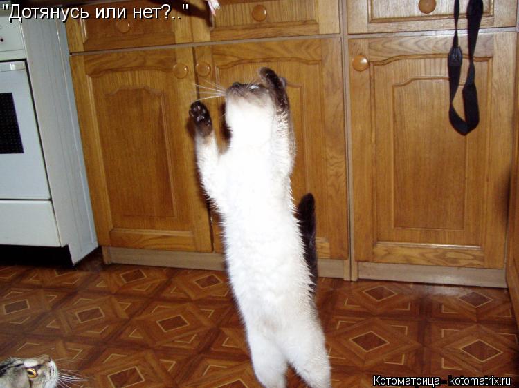 Котоматрица: "Дотянусь или нет?.."