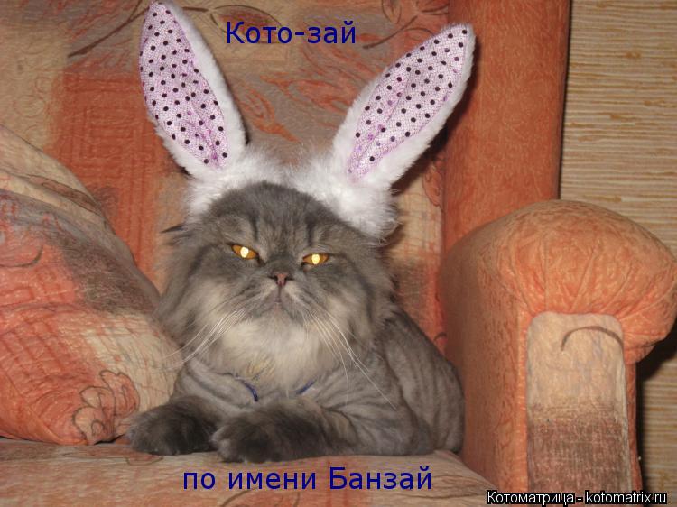 Котоматрица: Кото-зай по имени Банзай