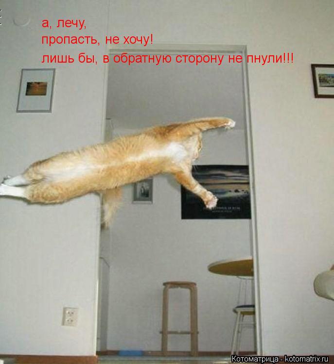 Котоматрица: а, лечу, пропасть, не хочу! лишь бы, в обратную сторону не пнули!!!