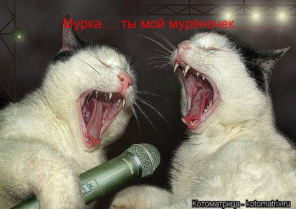Котоматрица: Мурка.....ты мой мурёночек..............
