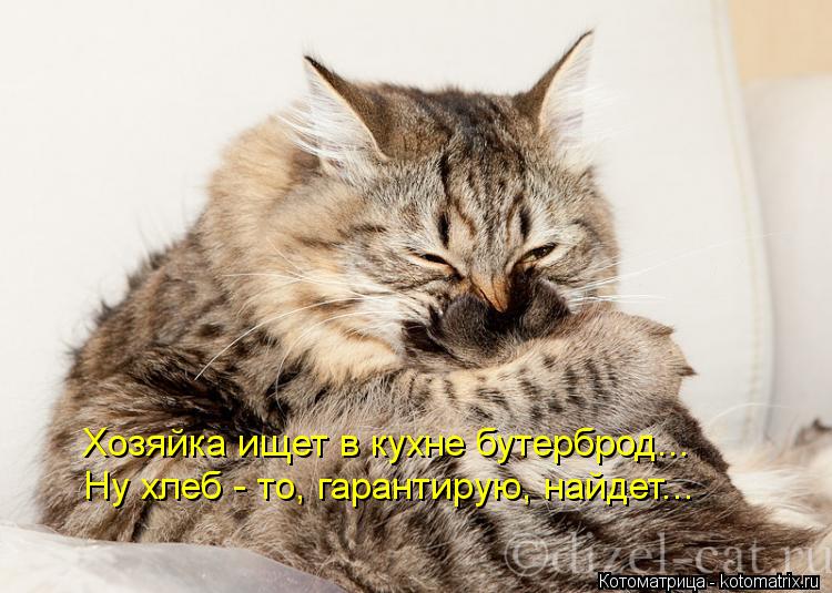 Котоматрица: Хозяйка ищет в кухне бутерброд...  Ну хлеб - то, гарантирую, найдет...