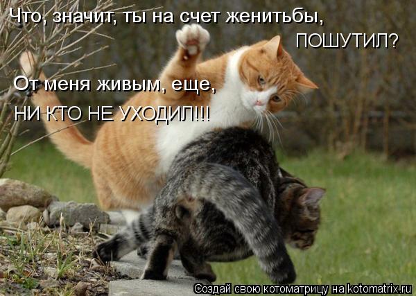Котоматрица: Что, значит, ты на счет женитьбы, ПОШУТИЛ? От меня живым, еще, НИ КТО НЕ УХОДИЛ!!!