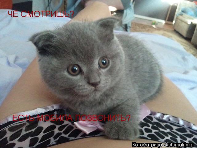 Котоматрица: ЧЁ СМОТРИШЬ? ЕСТЬ МОБИЛА ПОЗВОНИТЬ?