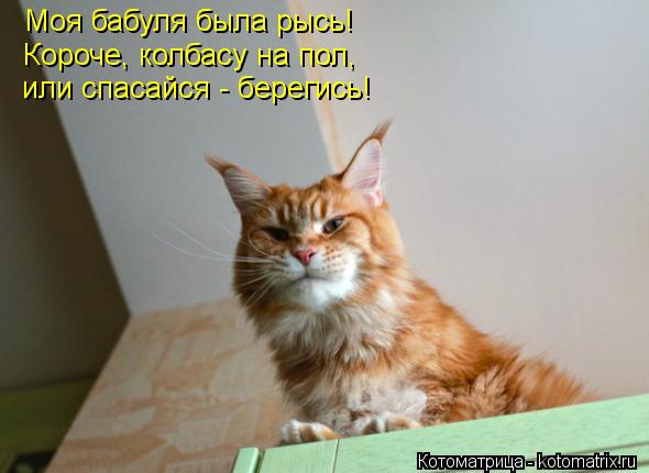 Котоматрица: Моя бабуля была рысь! Короче, колбасу на пол, или спасайся - берегись!
