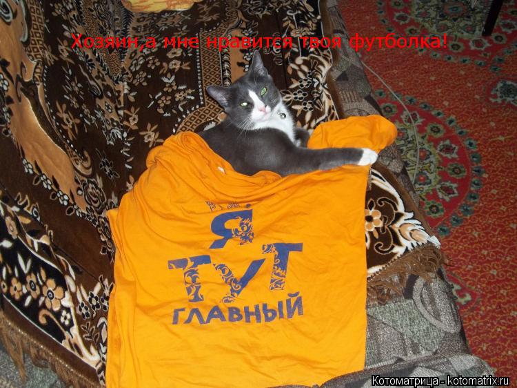 Хозяин,а мне нравится твоя футболка!... Котоматрица: Хозяин,а мне нравится твоя футболка!