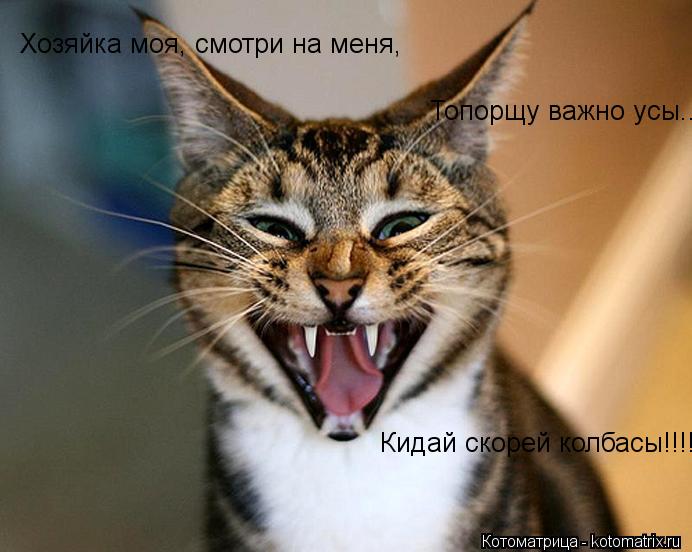 Котоматрица: Хозяйка моя, смотри на меня,  Топорщу важно усы..  Кидай скорей колбасы!!!!