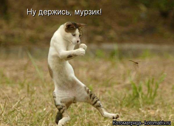 Ну держись, мурзик!... Котоматрица: Ну держись, мурзик!