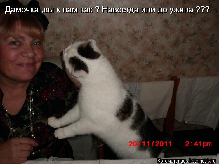 Котоматрица: Дамочка ,вы к нам как ? Навсегда или до ужина ???