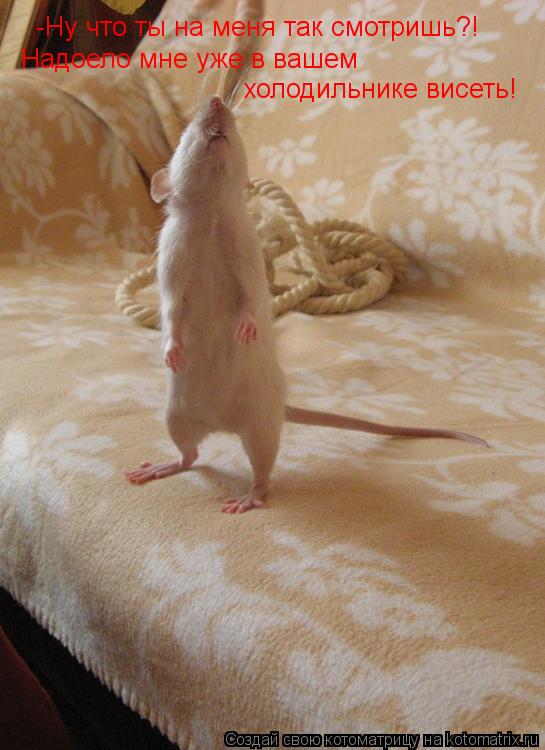Котоматрица: -Ну что ты на меня так смотришь?! Надоело мне уже в вашем холодильнике висеть!