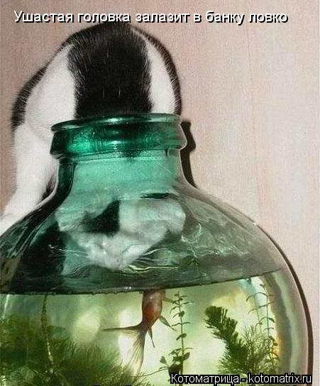 Котоматрица: Ушастая головка залазит в банку ловко