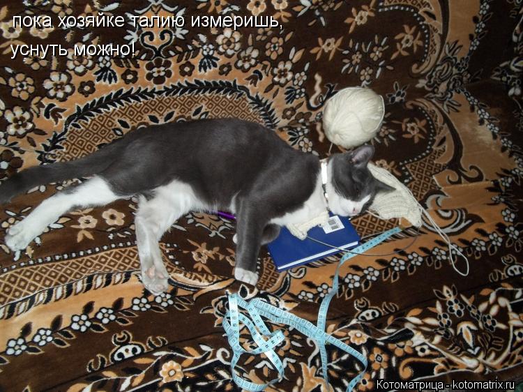 Котоматрица: пока хозяйке талию измеришь,  уснуть можно!