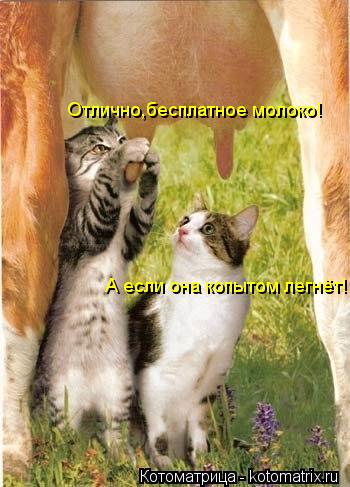 Отлично,бесплатное молоко! А если она копытом легнёт!... Котоматрица: Отлично,бесплатное молоко! А если она копытом легнёт!