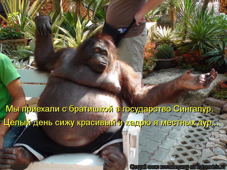 Котоматрица: Мы приехали с братишкой в государство Сингапур. Целый день сижу красивый и кадрю я местных дур...