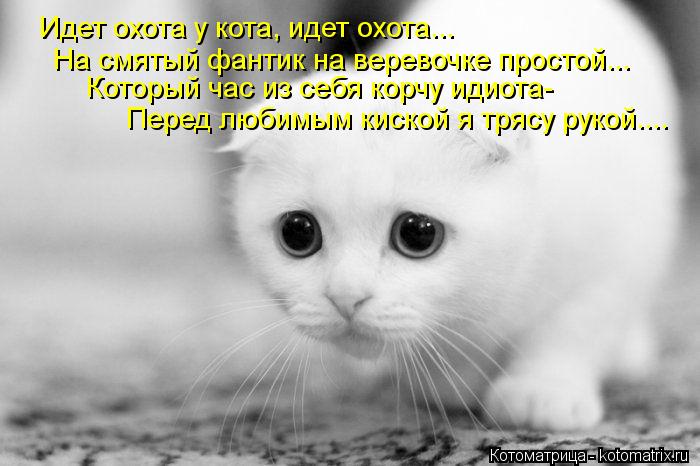 Котоматрица: Идет охота у кота, идет охота... На смятый фантик на веревочке простой... Который час из себя корчу идиота- Перед любимым киской я трясу рукой..