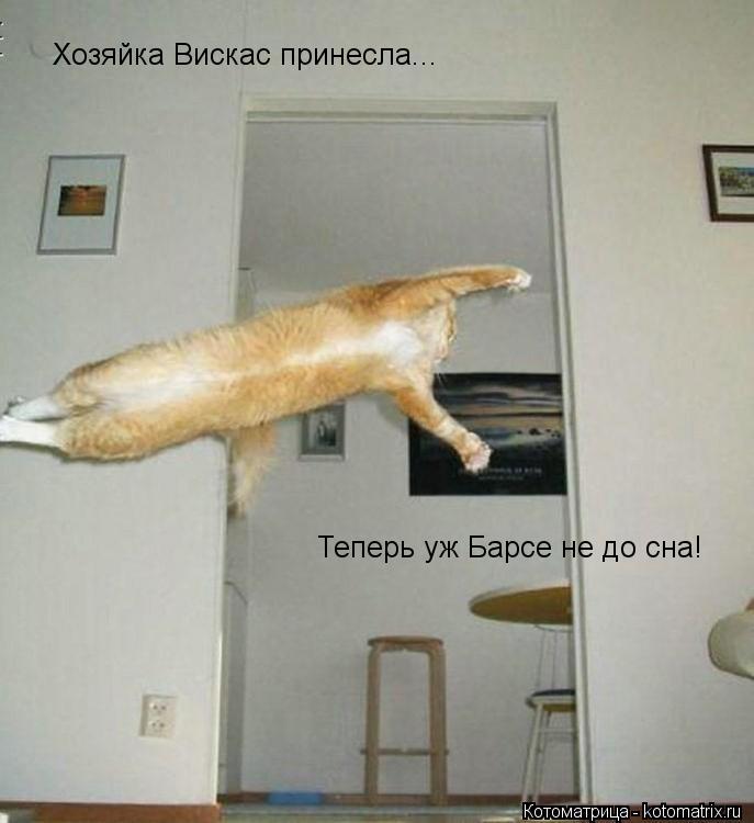 Котоматрица: Хозяйка Вискас принесла... Теперь уж Барсе не до сна!