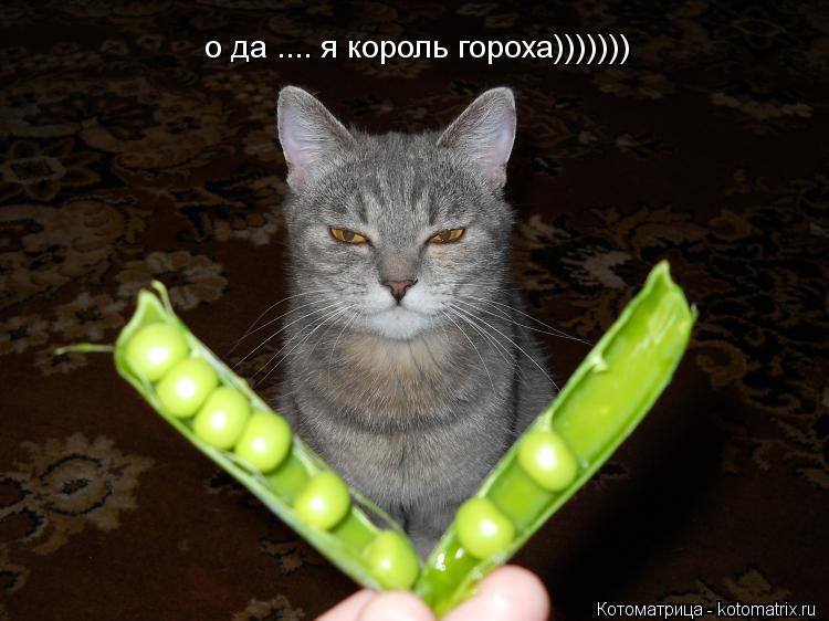 Котоматрица: о да .... я король гороха)))))))