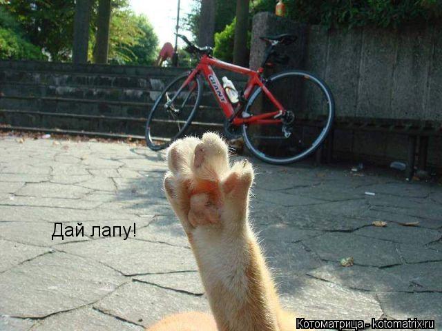 Дай лапу!... Котоматрица: Дай лапу!