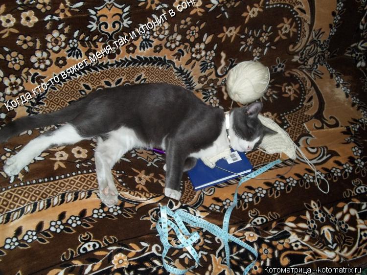 Котоматрица: Когда кто-то вяжет,меня так и клонит в сон!