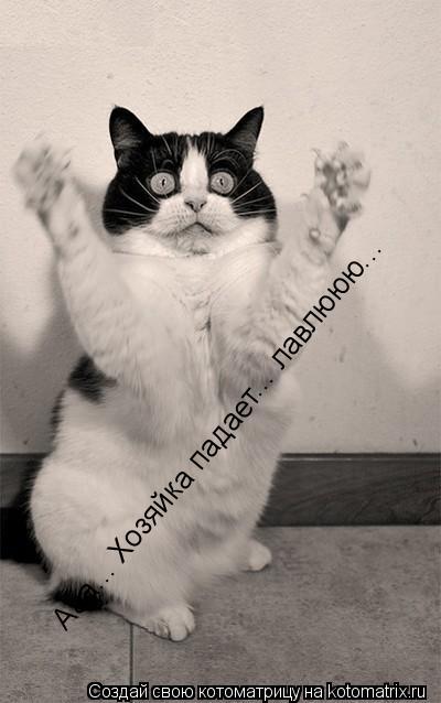 Котоматрица: Ааа... Хозяйка падает... лавлююю...