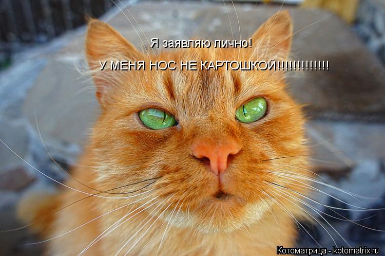 Котоматрица: Я заявляю лично! У МЕНЯ НОС НЕ КАРТОШКОЙ!!!!!!!!!!!!!