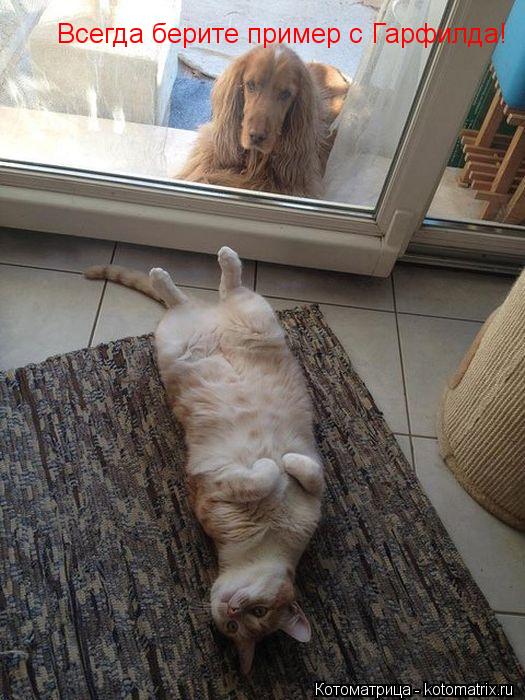 Котоматрица: Всегда берите пример с Гарфилда!