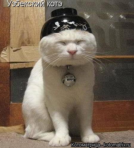 Котоматрица: Узбекский котэ