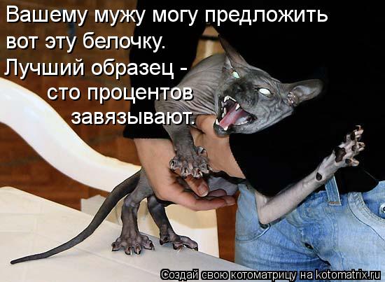 Вашему мужу могу предложить вот эту белочку. Лучший образец - сто процентов завязывают.... Котоматрица: Вашему мужу могу предложить вот эту белочку. Лучший образец - сто процентов завязывают.