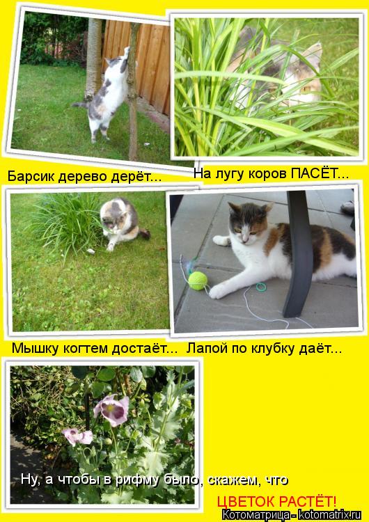 Котоматрица: Барсик дерево дерёт... На лугу коров ПАСЁТ... Мышку когтем достаёт...  Лапой по клубку даёт... Ну, а чтобы в рифму было, скажем, что ЦВЕТОК РАСТЁТ!