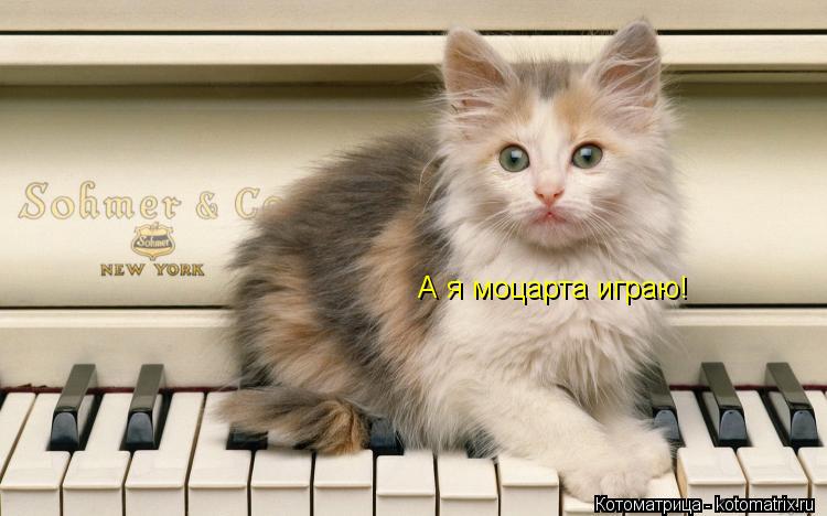А я моцарта играю!... Котоматрица: А я моцарта играю!