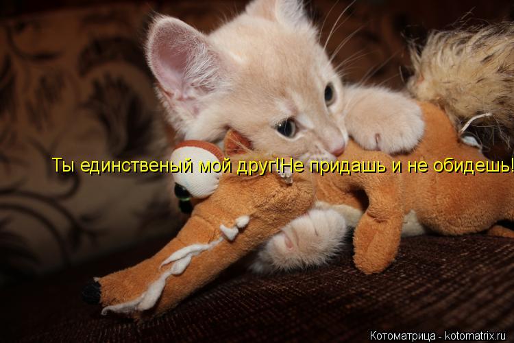 Ты единственый мой друг!Не придашь и не обидешь!... Котоматрица: Ты единственый мой друг!Не придашь и не обидешь!
