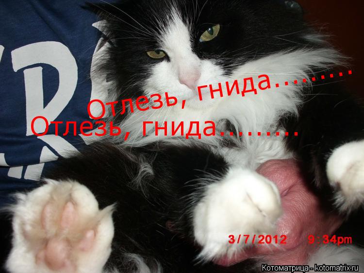 Котоматрица: Отлезь, гнида......... Отлезь, гнида.........