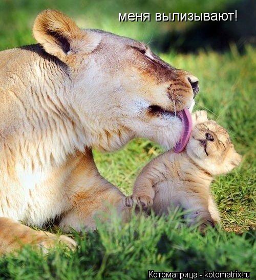 Котоматрица: меня вылизывают!