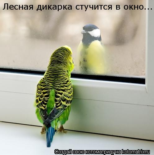 Котоматрица: Лесная дикарка стучится в окно...