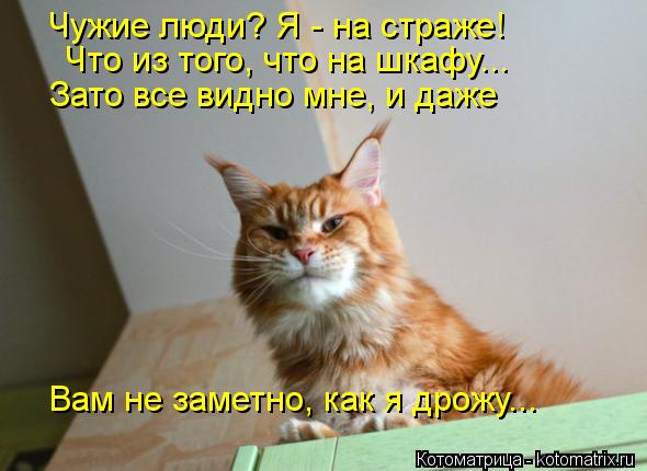 Котоматрица: Чужие люди? Я - на страже! Что из того, что на шкафу... Зато все видно мне, и даже Вам не заметно, как я дрожу...