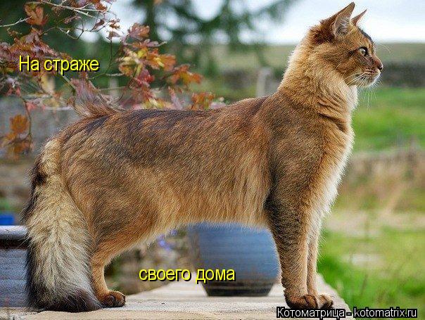 Котоматрица: На страже своего дома