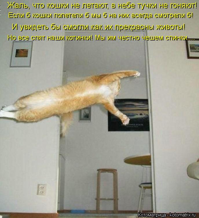 Котоматрица: Жаль, что кошки не летают, в небе тучки не гоняют! Если б кошки полетели б мы б на них всегда смотрели б! И увидеть бы смогли как их прекрасны ж