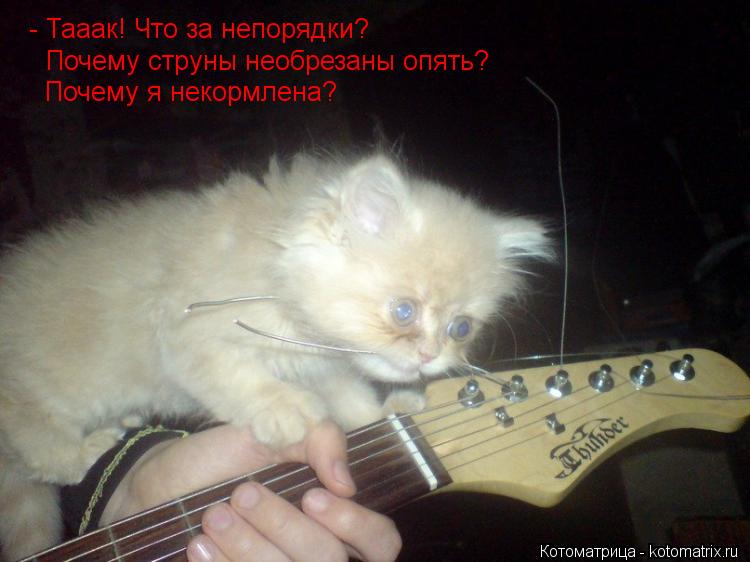 Котоматрица: - Тааак! Что за непорядки? Почему струны необрезаны опять? Почему я некормлена?
