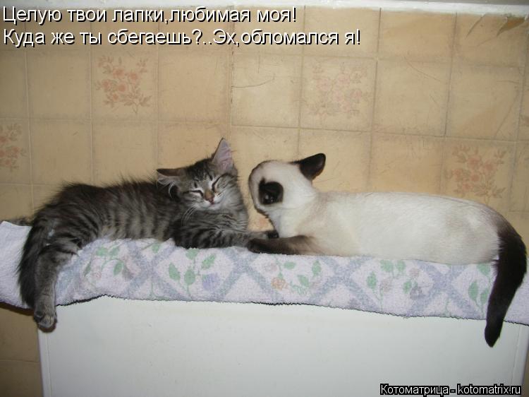 Котоматрица: Целую твои лапки,любимая моя! Куда же ты сбегаешь?..Эх,обломался я!