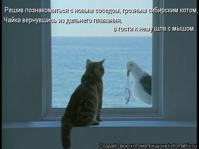 Решив познакомиться с новым соседом, грозным сибирским котом, Чайка вернувшись из дальнего плавания, ... Котоматрица: Решив познакомиться с новым соседом, грозным сибирским котом, Чайка вернувшись из дальнего плавания, в гости к нему шла с мышом. в гости к н
