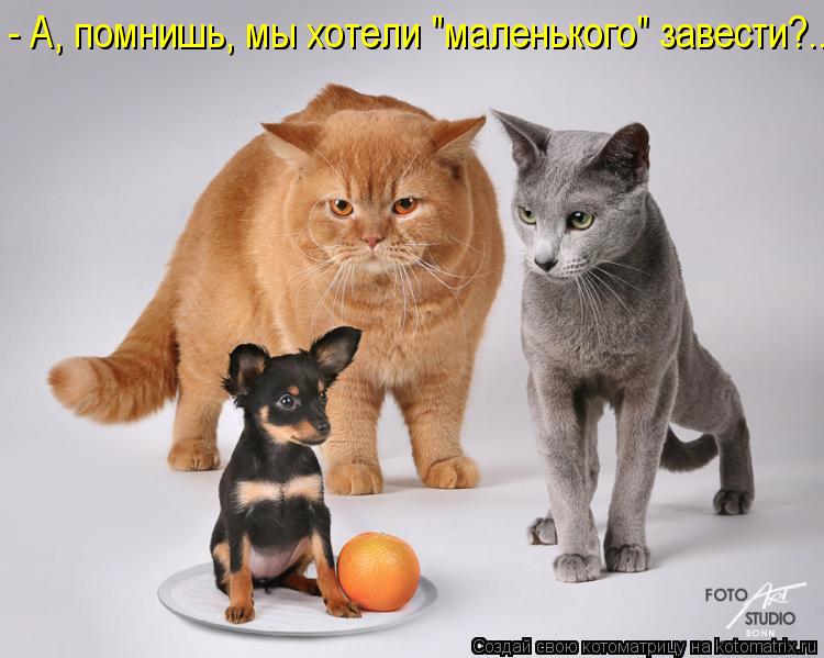 - А, помнишь, мы хотели "маленького" завести?..... Котоматрица: - А, помнишь, мы хотели "маленького" завести?..