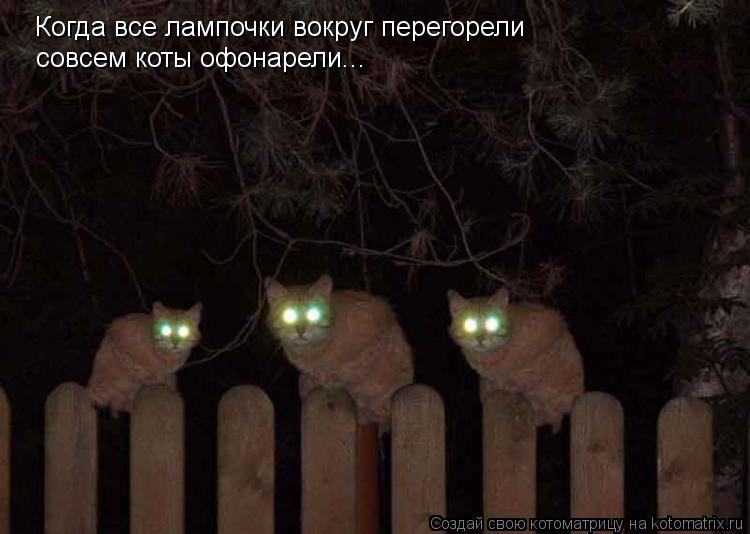 Котоматрица: Когда все лампочки вокруг перегорели совсем коты офонарели...
